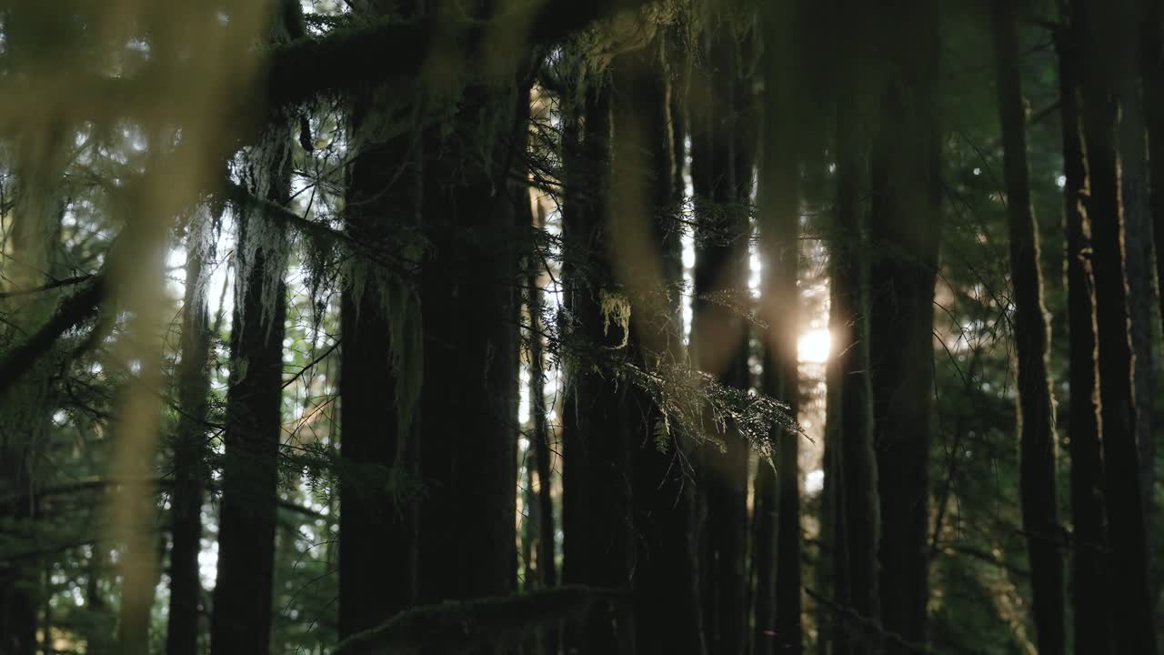 Atmósfera de bosque